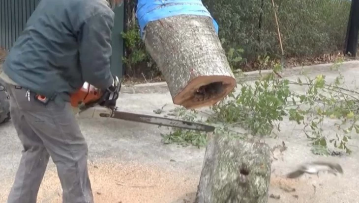 Εκοβε κορμό δέντρου με το αλυσοπρίονο και έπαθε σοκ με αυτό που πετάχτηκε… (βίντεο)